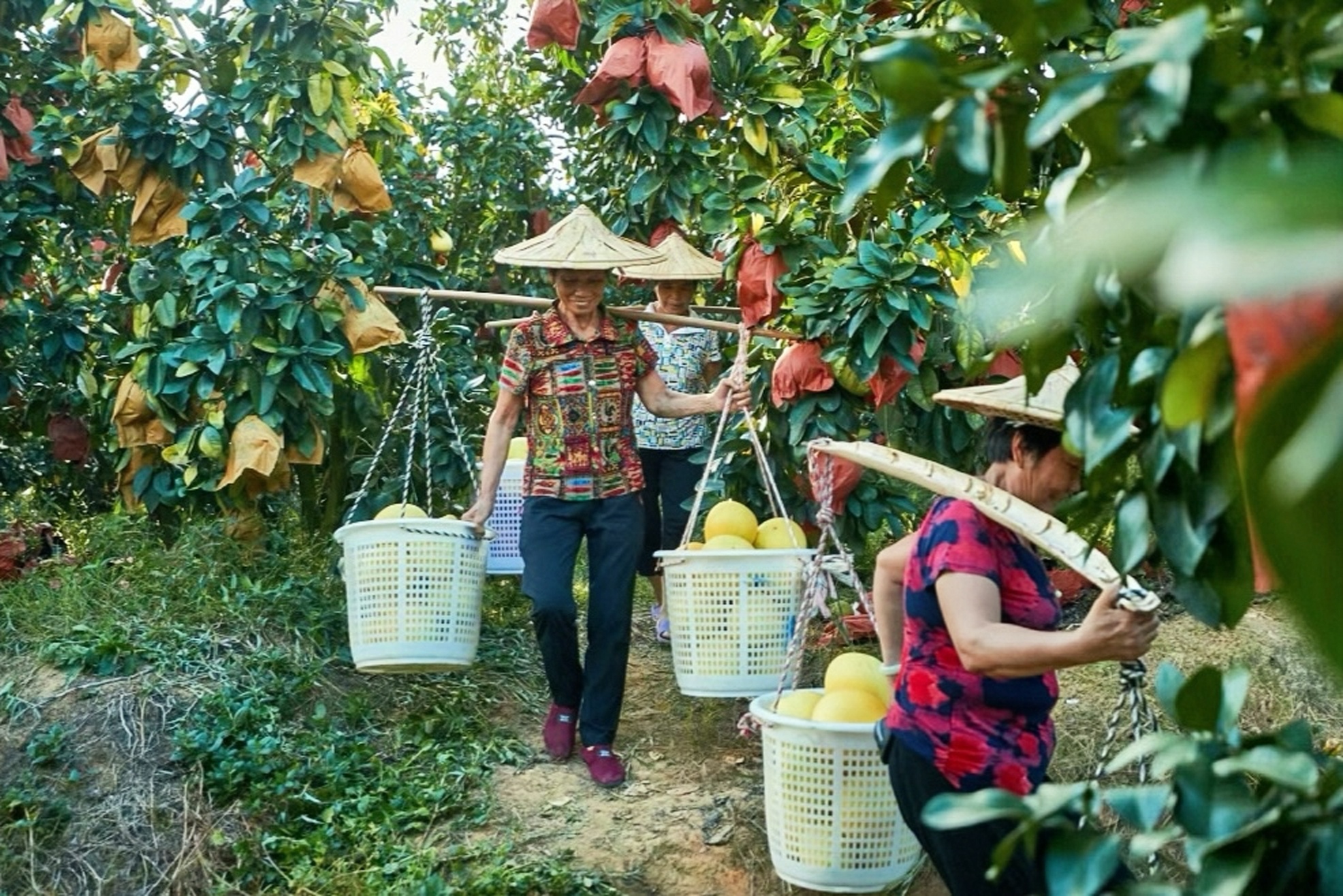 Pick ripe pomelo