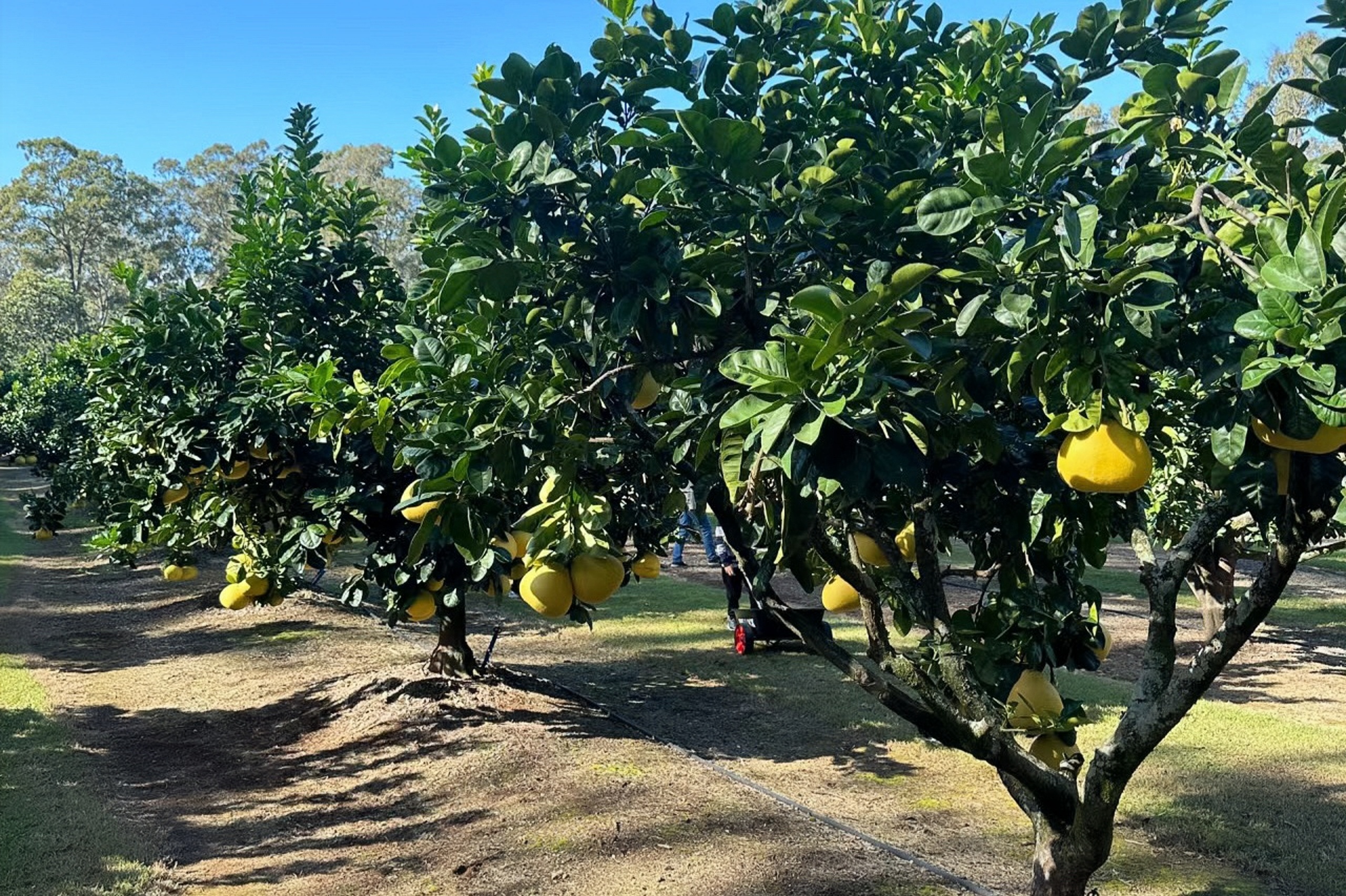 Honey pomelo orchard 