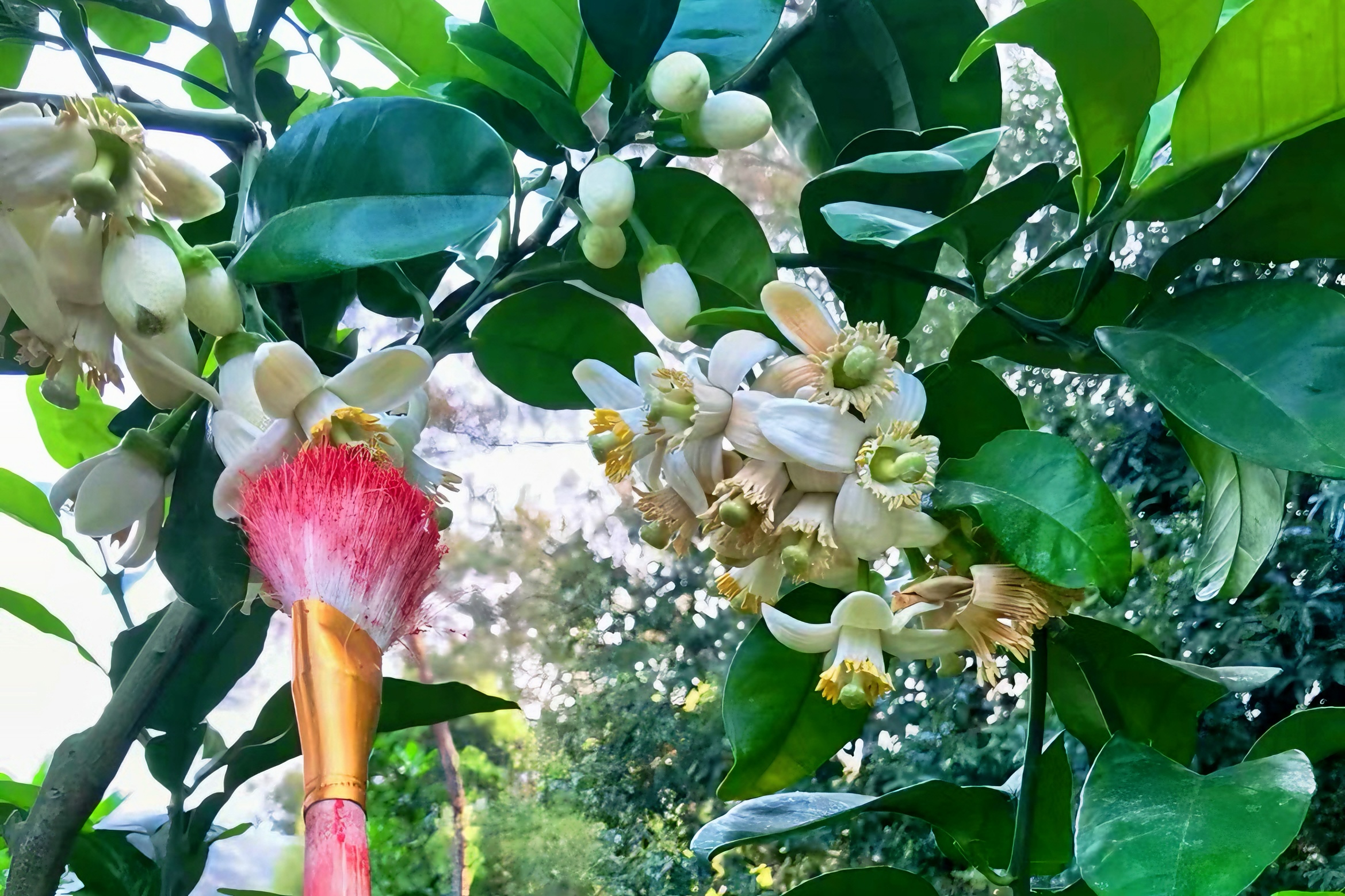 Flowers hand-pollinate