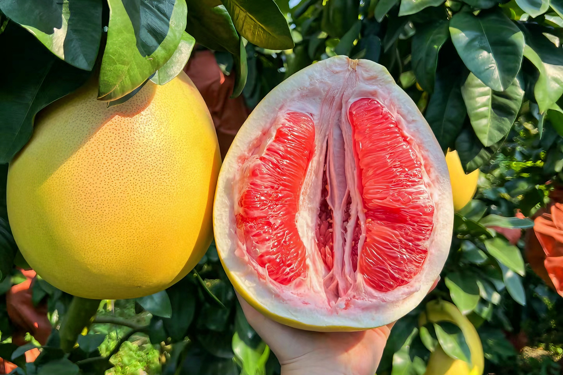 Ripe red pomelo pulp