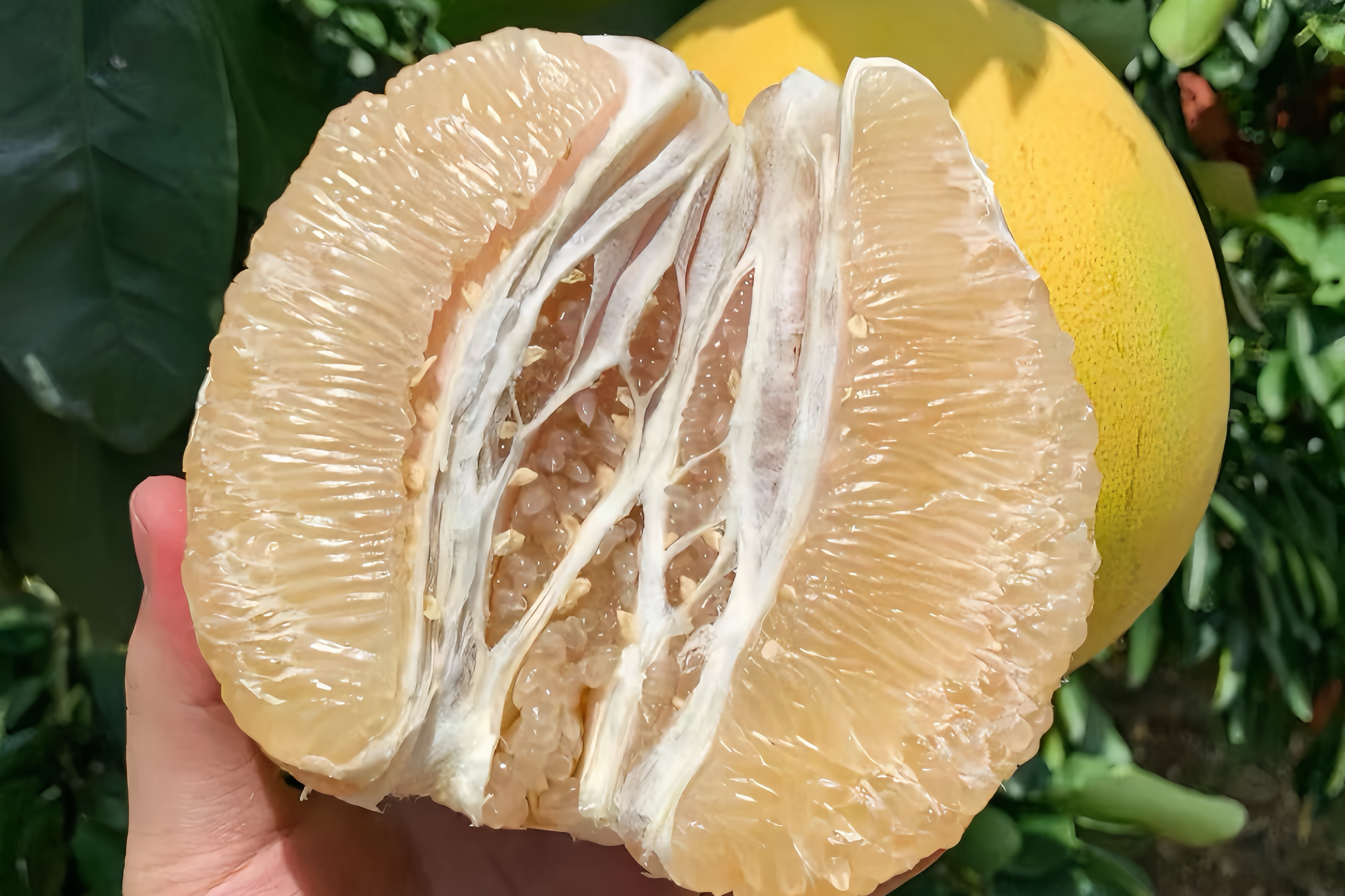 Ripe white pomelo pulp